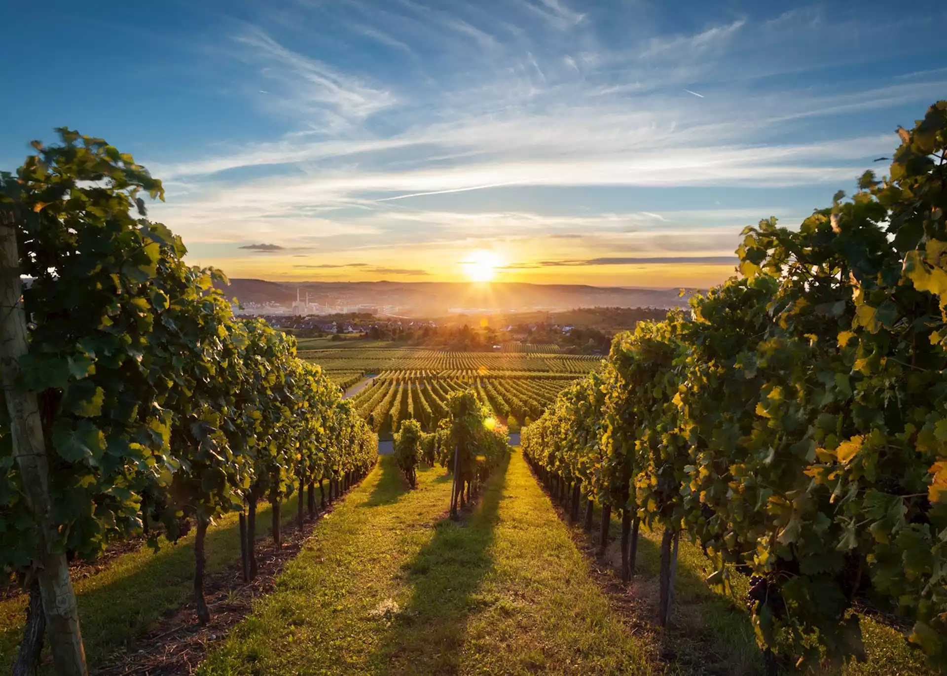 Vineyard rows in the Okanagan Valley at golden hour, the sun setting over the hills